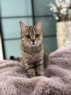 Britse korthaar poes en kater 1 jaad oud beige met stamboom, Dieren en Toebehoren, Katten en Kittens | Raskatten | Korthaar, Meerdere dieren
