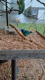 splendid parkieten, Mannelijk, Parkiet