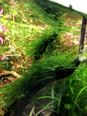 Aquariumplanten - Javamos beschikbaar voor biedingen