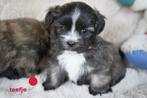 Mooie kleine boomer pups., Nederland, Overige rassen, 8 tot 15 weken, CDV (hondenziekte)