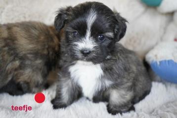 Mooie kleine boomer pups.  beschikbaar voor biedingen