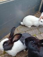 Jonge konijnen, Meerdere dieren, 0 tot 2 jaar, Middelgroot