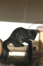 Ragdoll X Britste korthaar kittens, Dieren en Toebehoren, Katten en Kittens | Raskatten | Korthaar, Meerdere dieren, Ontwormd