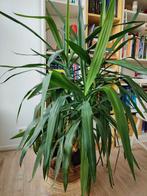 Yucca 135cm, Huis en Inrichting, Kamerplanten, 100 tot 150 cm, Yucca, Halfschaduw, In pot