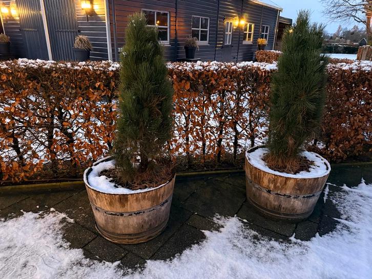 Half Wijnvat - Plantenbak / Bloempot, Tuin en Terras, Bloempotten, Gebruikt, Overige materialen, Binnen, 40 tot 70 cm, 40 cm of meer