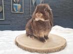 Nederlandse hangoordwerg ram bruin-otter, Dieren en Toebehoren, Konijnen, Mannelijk, Dwerg, Hangoor, 0 tot 2 jaar