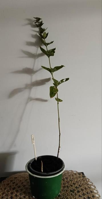 Puntige Wederik 🌿 Ruil mij!!🌿 beschikbaar voor biedingen