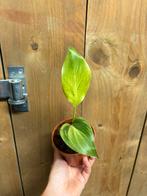 Strelitzia nicolai variegata plant lemon lime aurea mint, Huis en Inrichting, Kamerplanten, Ophalen of Verzenden, Overige soorten