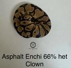 Koningspython Ballpython Asphalt Enchi 66% het clown man, Dieren en Toebehoren, Reptielen en Amfibieën, Slang
