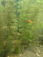 Platies and black molly, Dieren en Toebehoren, Vis