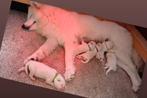 Prachtige Samojeed pups, Dieren en Toebehoren, Overige rassen, 8 tot 15 weken, Meerdere, Meerdere dieren