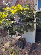 Esdoorn op stam, Ophalen, Halfschaduw, Overige soorten, 100 tot 250 cm