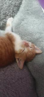 Lieve kitten mannetje laatste uit het nest 10 weken oud, Kater