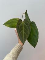 Anthurium (Papi x Crystal) x self, Huis en Inrichting, Kamerplanten, Ophalen of Verzenden, Halfschaduw, Minder dan 100 cm