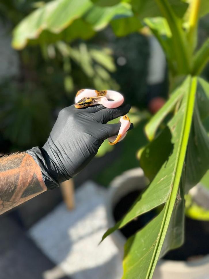 Koningspython 1.0 piebald leopard nk 2025