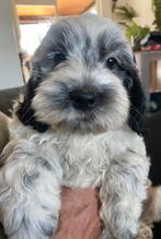 Unieke kruising. Maltezer / Cocker Spaniel mini’s, Dieren en Toebehoren, Honden | Chihuahua's en Gezelschapshonden, Overige rassen