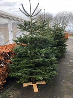 Kerstboom gratis af te halen in Heerenveen, Tuin en Terras, Ophalen, Volle zon, Overige soorten, Minder dan 100 cm