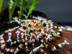 VOLWASSEN Kweekgroep crystal red en crystal black garnalen, Dieren en Toebehoren, Kreeft, Krab of Garnaal
