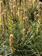 Grove den, Pinus sylvestris C5 150-175 CM 2 stuks á € 26,75, Volle zon, Lente, 100 tot 250 cm, Overige soorten