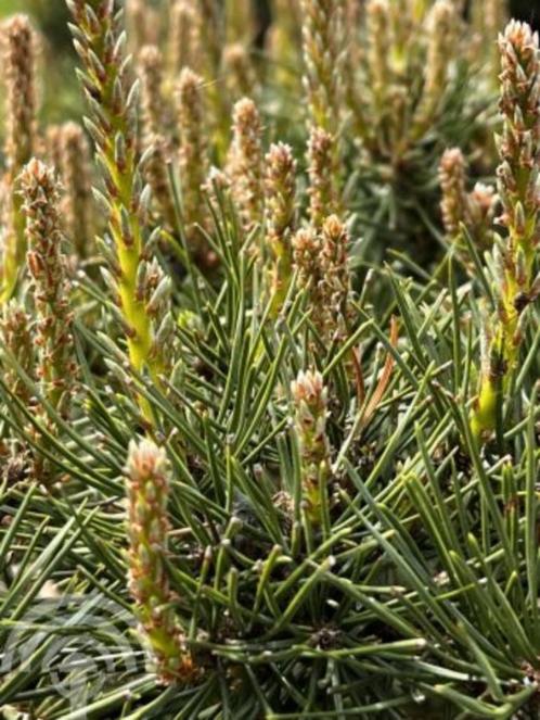 Grove den, Pinus sylvestris C5 150-175 CM 2 stuks á € 26,75, Tuin en Terras, Planten | Bomen, Overige soorten, 100 tot 250 cm