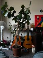 Ficus elastica (rubber plant), Ophalen, Ficus, 100 tot 150 cm, In pot
