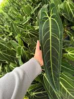 Anthurium Warocqueanum XXL ø19, Huis en Inrichting, Kamerplanten, Ophalen of Verzenden, Overige soorten, Minder dan 100 cm