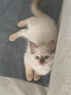 Bliss Ragdoll kittens 🤎 Fawn &cinn.point mink ✨Update 3/9, Meerdere dieren, Ontwormd
