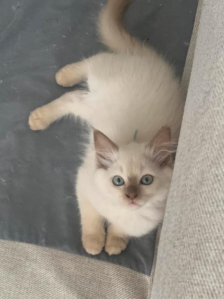 Bliss Ragdoll kittens 🤎 Fawn &cinn.point mink ✨Update 21/9, Dieren en Toebehoren, Katten en Kittens | Raskatten | Langhaar, Meerdere dieren