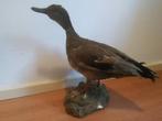 opgezette eend 2, Ophalen of Verzenden, Gebruikt, Vogel, Opgezet dier