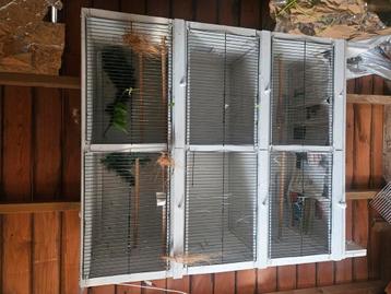 Broedkooien  beschikbaar voor biedingen