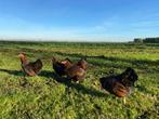 Wyandotte Goud zwart gezoomde kriel kippen gesekst + ingeënt, Dieren en Toebehoren, Pluimvee, Vrouwelijk, Kip