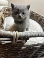 Britse korthaar Kittens, Dieren en Toebehoren, Katten en Kittens | Overige Katten, Meerdere dieren, 0 tot 2 jaar