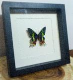 Urania ripheus vlinder in passe-partout lijst, 25cm x 25cm