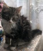 Raskatten, Meerdere dieren, Ontwormd, 0 tot 2 jaar