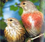 Kneu koppel, Dieren en Toebehoren, Meerdere dieren, Geringd, Wildzangvogel