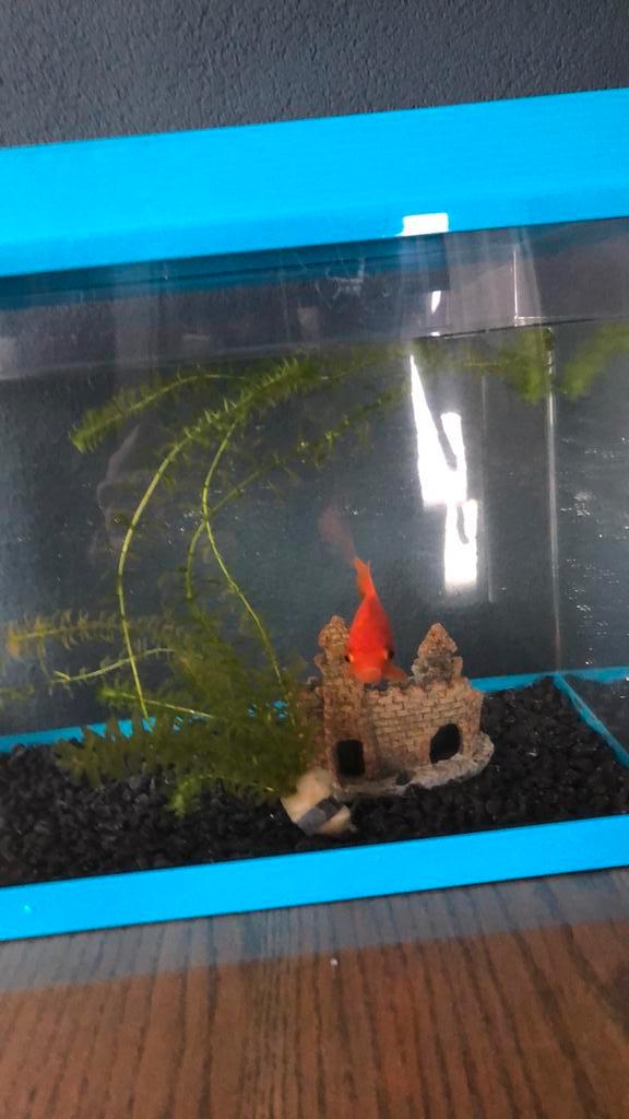 Goudvis met bak, Dieren en Toebehoren, Vissen | Aquaria en Toebehoren, Ophalen of Verzenden