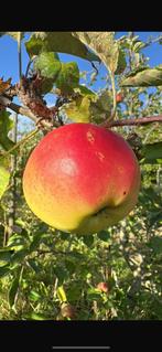 Appelboom, ras onbekend, Tuin en Terras, Ophalen of Verzenden, Appelboom, Lente