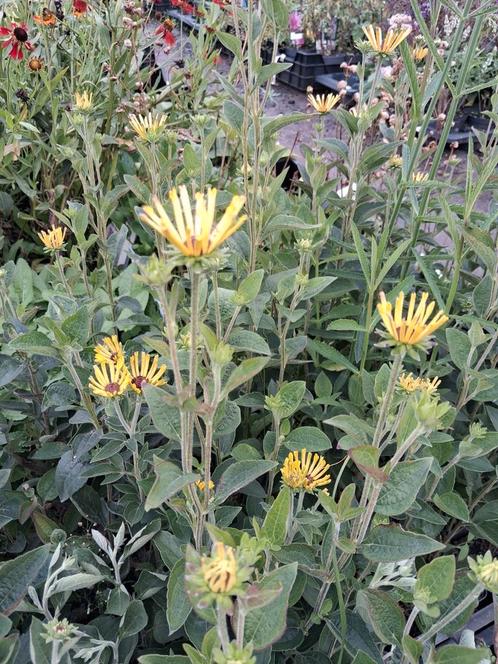 Rudbeckia little ruby, zonnehoed, geel bloeiend laagblijvend, Tuin en Terras, Planten | Tuinplanten, Vaste plant, Overige soorten