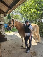 GEZOCHT! Stalling voor 2 paarden omstreken Almelo, Dieren en Toebehoren