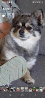 te koop nog 1 prachtig mooi reutje te koop, Dieren en Toebehoren, Honden | Chihuahua's en Gezelschapshonden, Overige rassen, 8 tot 15 weken