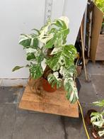 Monstera Variegata Vers Van De Kwekerij, Overige soorten, In pot, Minder dan 100 cm, Groene kamerplant