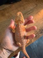 Baardagaam vrouw, Dieren en Toebehoren, Reptielen en Amfibieën, Hagedis, 0 tot 2 jaar