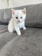 Super mooie x noorse boskat kittens, Meerdere dieren