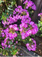 Phlox Paniculata - Vlambloem, Vaste plant, Halfschaduw, Zomer, Ophalen