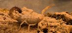 Androctonus australis (schorpioen), Dieren en Toebehoren
