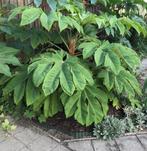 Tetrapanax steroidial giant rijstpapierplant tropische plant, Vaste plant, Ophalen of Verzenden, Overige soorten, Bloeit niet