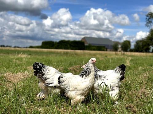 Jonge tamme Brahma kippen hennen gesekst en ingeënt, Dieren en Toebehoren, Pluimvee, Kip, Vrouwelijk