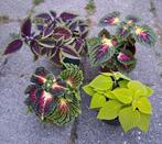 Coleus siernetel div.soorten 4 v.€5🌈kamerplant🪴OPHALEN🪴, Ophalen, Overige soorten, Minder dan 100 cm