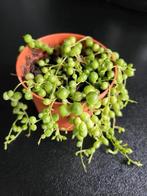 String of parle, Ophalen of Verzenden, Halfschaduw, Minder dan 100 cm
