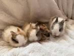 Lieve jonge leeuwenkop dwergkonijnen zoeken een huisje, Dieren en Toebehoren, Konijnen, Geslacht onbekend, Dwerg, 0 tot 2 jaar